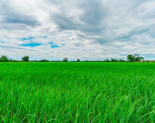 Mobile banner for Mharan Farms featuring a vibrant farm scene with lush fields and a scenic backdrop, designed for mobile viewing to capture the essence of the farm’s natural environment